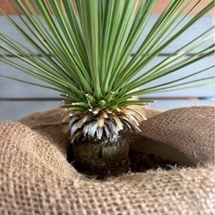 ユッカ ロストラータの画像