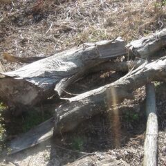 モミジの木? 薪ストーブの燃料に 軽トラしか入りません 引き取り限定の画像