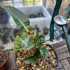 【受付終了】フィカス　アポロ　ゴムの木　ゴムノキ　アポロゴムノキ　観葉植物　塊根植物　多肉植物　ビザールプランツ　レアプランツ　ガーデニング　植物　グリーン　趣味　盆栽　葉　花　庭　草　インテリア　おしゃれ　飾り　園芸　の画像