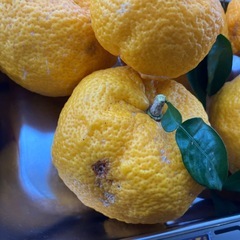 ① 本柚子の画像