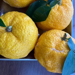 ① 本柚子の画像