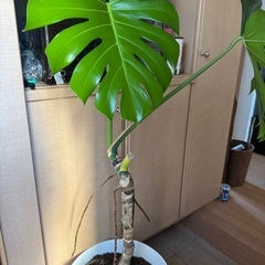 モンステラの画像