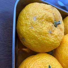 ②本柚子の画像