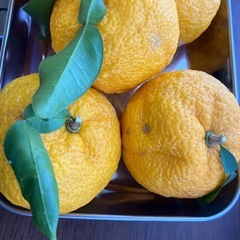 ②本柚子の画像