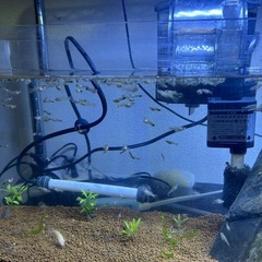 外国産MIXグッピー　稚魚の画像