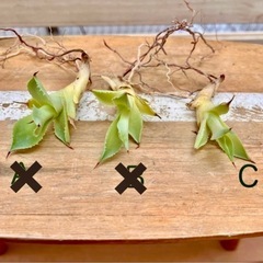 アガベ・ポタトラム 雷神　◆カキコ　子株の画像