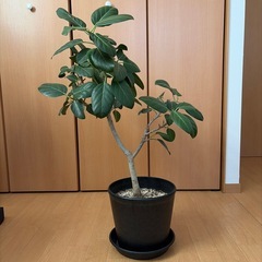 観葉植物 フィカスベンガレンシス 8号の画像
