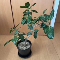 観葉植物 フィカスベンガレンシス 8号の画像