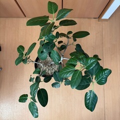観葉植物 フィカスベンガレンシス 8号の画像