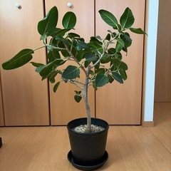 観葉植物 フィカスベンガレンシス 8号の画像