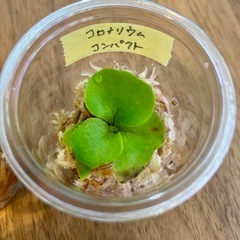 リドレイ入り✨ビカクシダ胞子培養_育てる楽しみ4種苗セットの画像