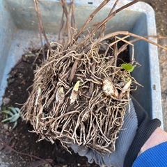 シランの球根
の画像