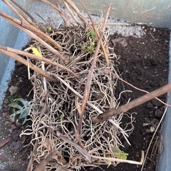 シランの球根
の画像