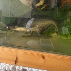 パールム　50cm〜60cmくらいの画像