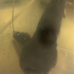 パールム　50cm〜60cmくらいの画像