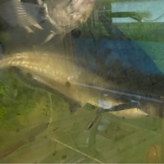 パールム　50cm〜60cmくらいの画像