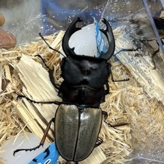 【長歯大期待】フェモラリスツヤクワガタ 3齢後期ペア の画像