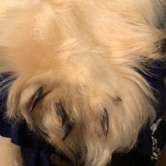 白熊　敷物　美品の画像