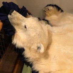 白熊　敷物　美品の画像