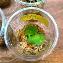 リドレイ入り✨ビカクシダ胞子培養_育てる楽しみ4種苗セットの画像