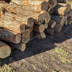 薪　原木　広葉樹　丸太　の画像