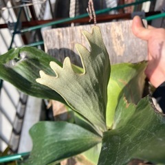 ビカクシダ 板付け①の画像