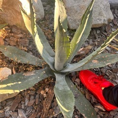 アガベ　アメリカーナの画像