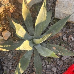 アガベ　アメリカーナの画像