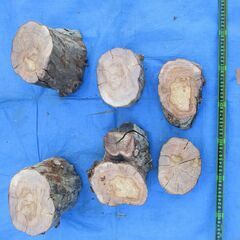 希少 丸太・有加里(ユーカリ)の広葉樹 の画像