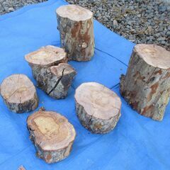 希少 丸太・有加里(ユーカリ)の広葉樹 の画像