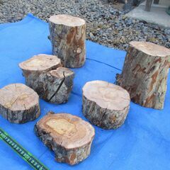 希少 丸太・有加里(ユーカリ)の広葉樹 の画像