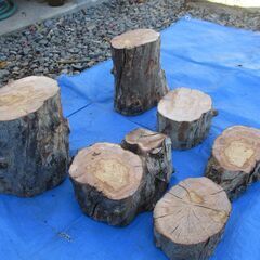 希少 丸太・有加里(ユーカリ)の広葉樹 の画像