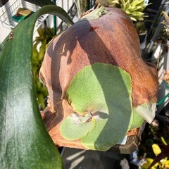 ビカクシダ 板付け③の画像