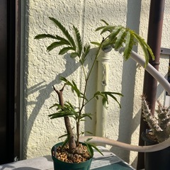 エバーフレッシュの画像