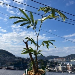 エバーフレッシュの画像