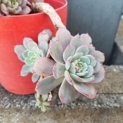 ☆お取引中☆　多肉植物　23　ラウレンシス　カット苗　3頭分の画像