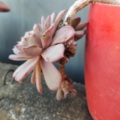 ☆お取引中☆　多肉植物　23　ラウレンシス　カット苗　3頭分の画像