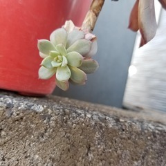 ☆お取引中☆　多肉植物　23　ラウレンシス　カット苗　3頭分の画像