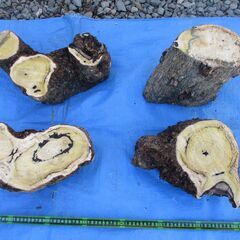 希少 丸太・柿(カキ)の広葉樹 ・・オブジェの画像