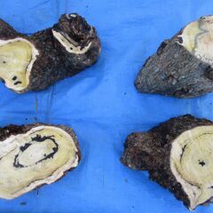 希少 丸太・柿(カキ)の広葉樹 ・・オブジェの画像