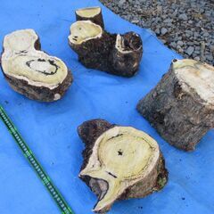 希少 丸太・柿(カキ)の広葉樹 ・・オブジェの画像