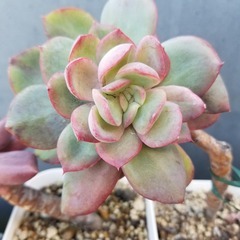 多肉植物　25　抜き苗の画像