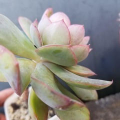 多肉植物　25　抜き苗の画像