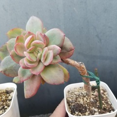 多肉植物　25　抜き苗の画像