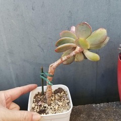 多肉植物　25　抜き苗の画像