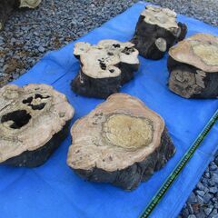 丸太・樫(カシ)の広葉樹 ・・オブジェ/スライスの画像