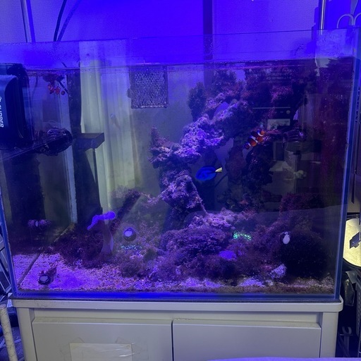 海水魚　サンゴ