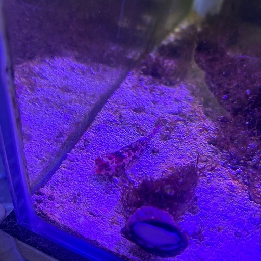 海水魚　サンゴ