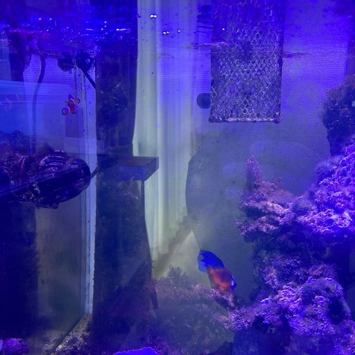海水魚　サンゴ