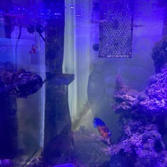 海水魚　サンゴの画像